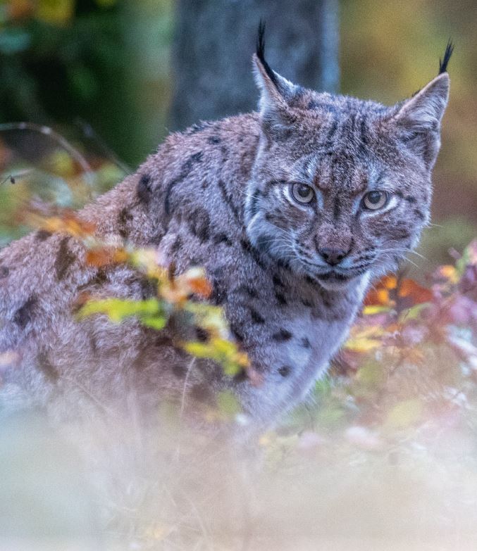 découvrez le lynx, un prédateur fascinant de la faune sauvage, connu pour ses compétences de chasse et son rôle crucial dans l'équilibre des écosystèmes. apprenez-en davantage sur son habitat, ses comportements et sa conservation.