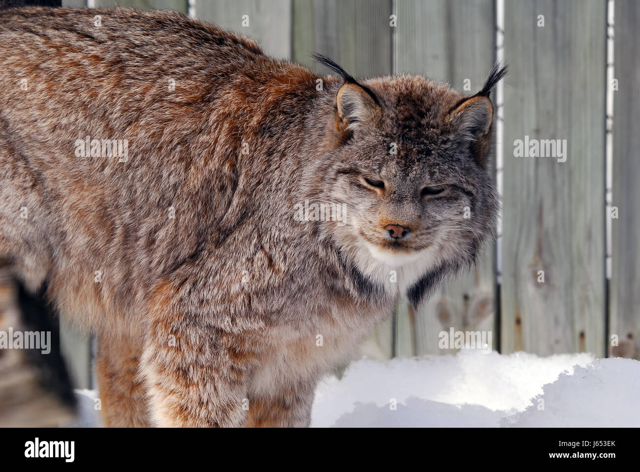 découvrez le lynx, un prédateur fascinant de la faune sauvage. apprenez-en plus sur ses caractéristiques, son habitat et son rôle essentiel dans l'écosystème. explorez la vie de cet animal mystérieux et ses techniques de chasse impressionnantes.