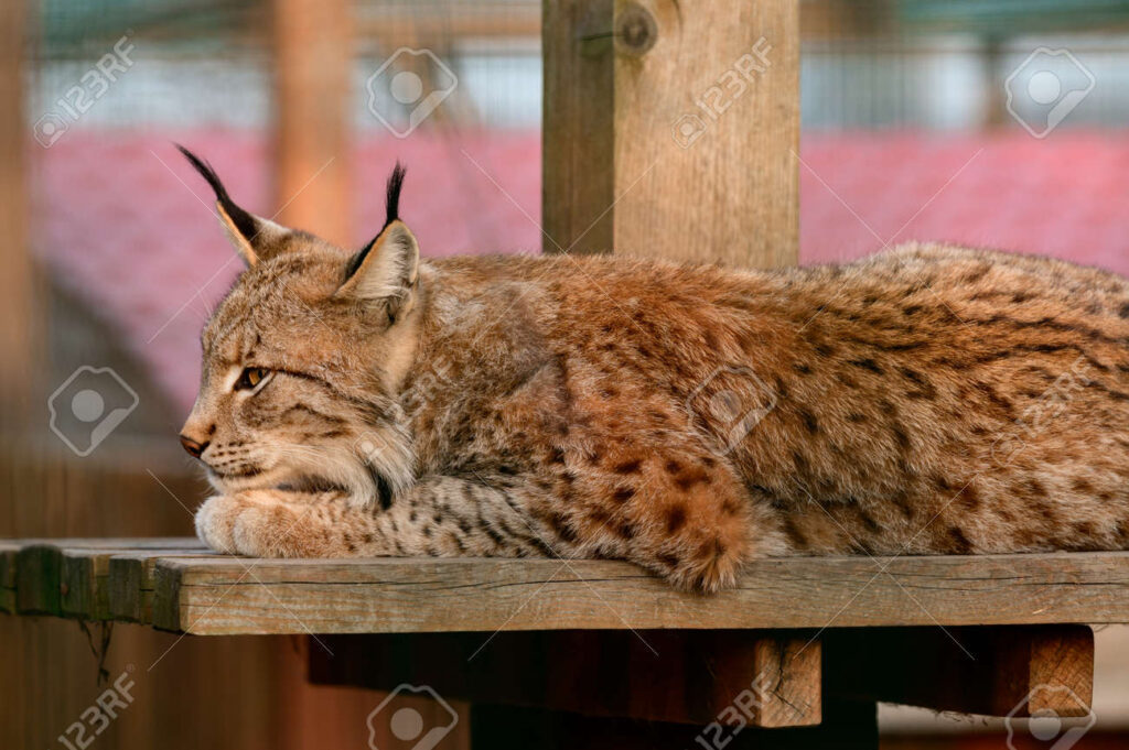 découvrez le fascinant monde du lynx, un prédateur agile et majestueux. apprenez comment cet animal emblématique évolue dans son habitat naturel, ses techniques de chasse et son rôle essentiel dans l'écosystème. explorez la vie et les défis que rencontre ce grand félin, symbole de la faune sauvage.