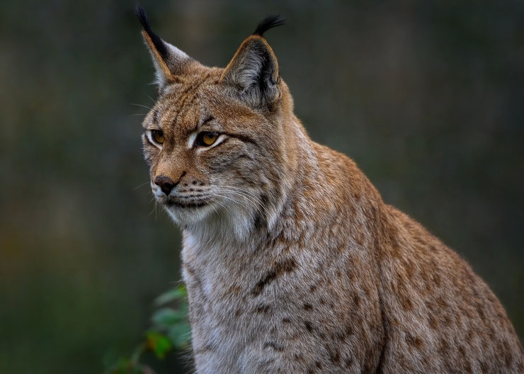 découvrez le lynx, un prédateur fascinant qui règne en maître dans son habitat naturel. apprenez-en davantage sur ses caractéristiques, son comportement, et son rôle essentiel dans l'écosystème.